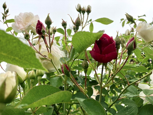 Iceberg and Dr Huey roses