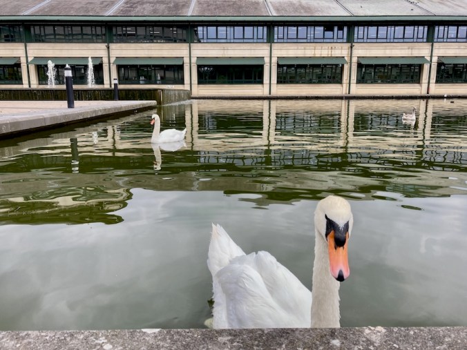 Swans at the National Archives