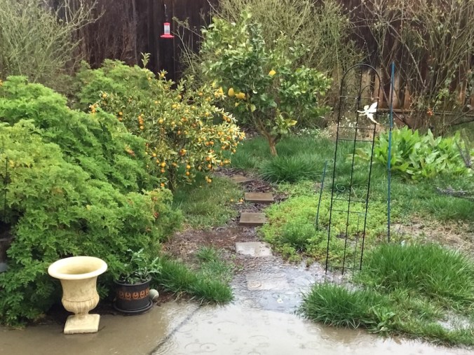 Our garden, after the storm